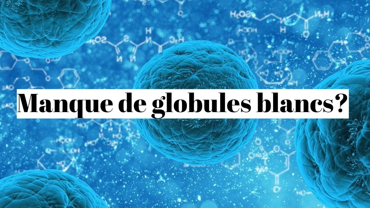 Comment augmenter les globules blancs par les plantes?